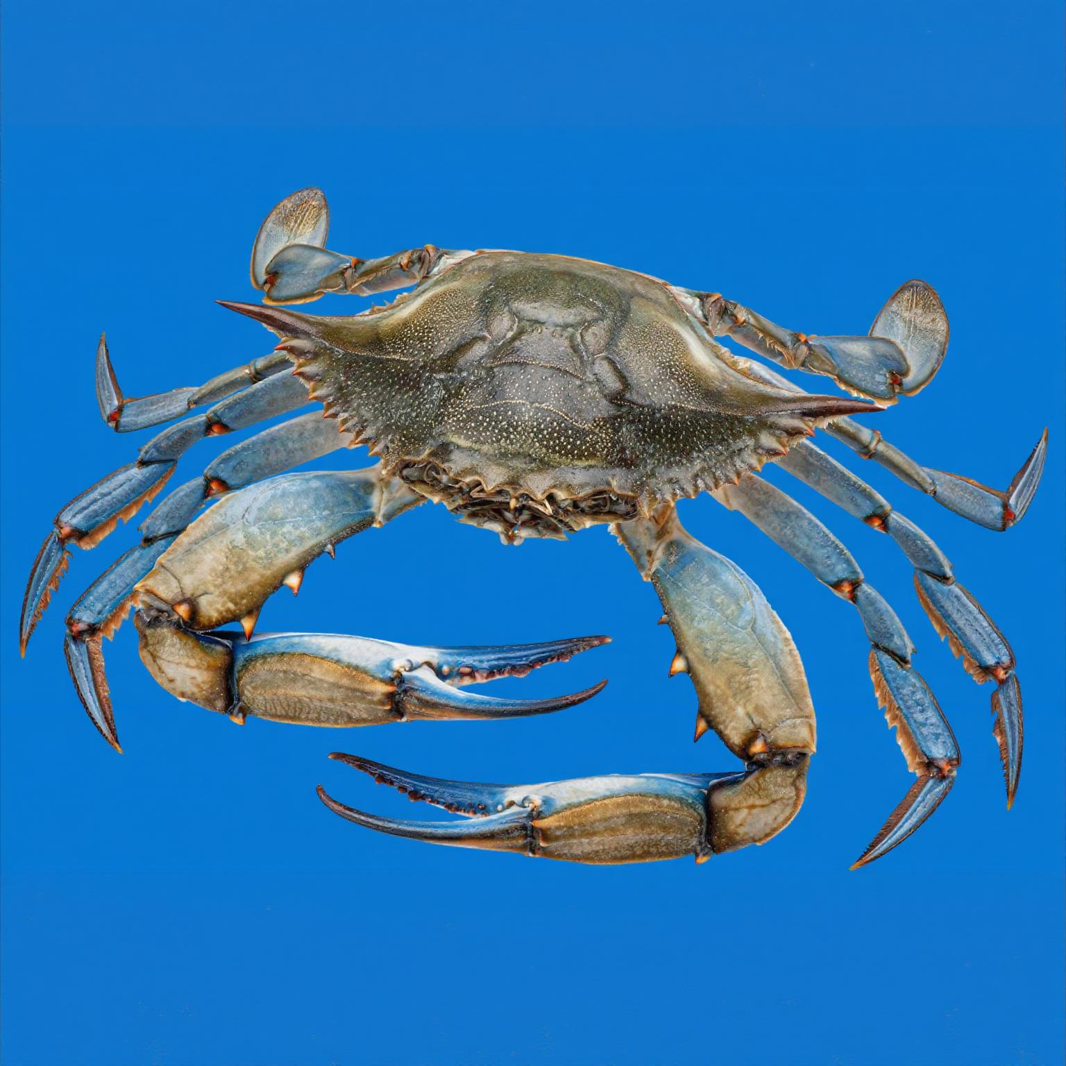 pasteurized sea food